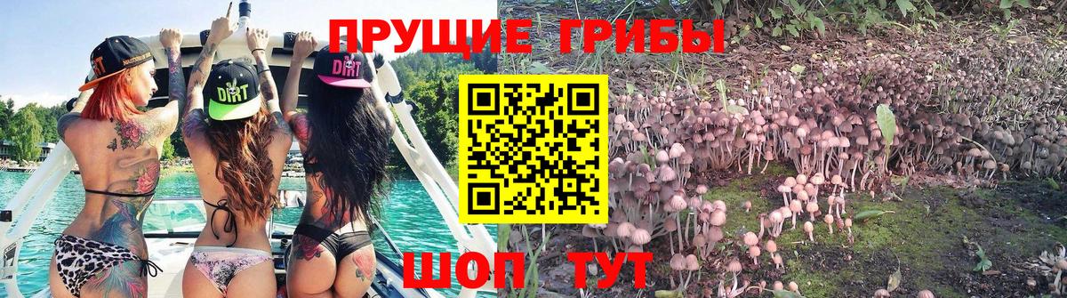 Красноярск  Псилоцибиновые грибы Cubensis  Вход с VPN 